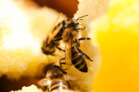 The bee is sitting on honey. Close-up.