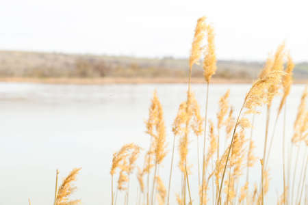 Beautiful common reed on the river bank on a sunny day. Close-upの写真素材