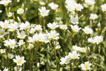 Cerastium tomentosum. Background from white flowers.の写真素材