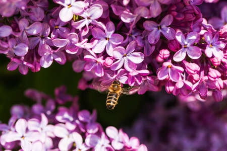 Bee collects pollen from lilac flowers close-up.の写真素材