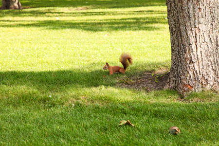 Red-haired fluffy squirrel runs on green grass in the park.の写真素材