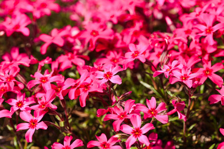 Small pink Phlox flowers on a spring day.の写真素材