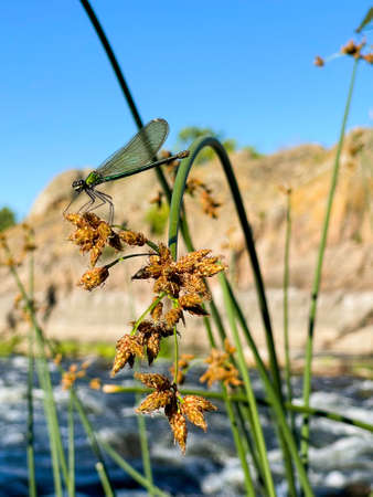 Dragonfly on the reeds on the background of the river on summer day.の写真素材
