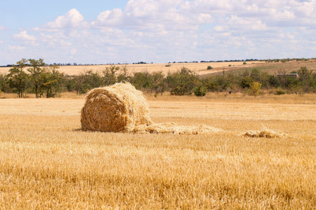 Haystack in field on summer day. harvesting.