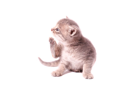 Small gray fluffy kitten itches on isolated white background.の写真素材