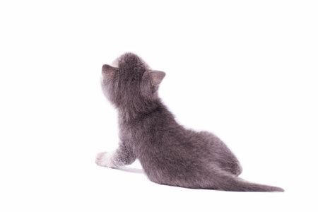 Small gray fluffy kitten isolated white background.の写真素材