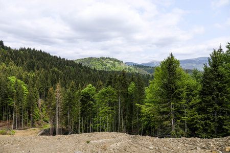 Mountain landscape on sunny summer day. Carpathian mountains.