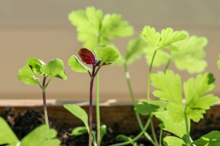 Young spring sprouts of purple basil and parsley in wooden box on sunny windowsill.の写真素材