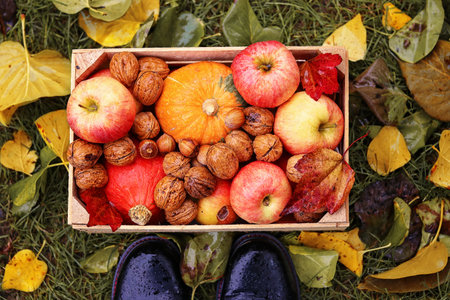 Harvest season. Top view at wet black boots and wooden box with pumpkins, apples and nuts with...