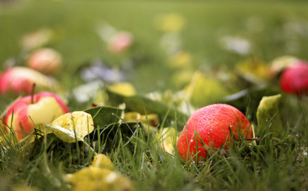 Wet apples in green grass. Closeup photo of wet red fallen apple lying on ground in autumn garden. Copy space. Selective focus. Harvest seasonの写真素材