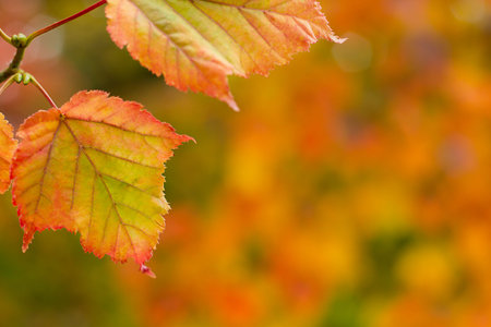 autumn leaves against a soft out of focus leaf background