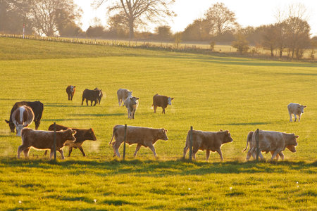 English calves in a cotswold field at sunset backlit by the  sun on a cold winters dayの写真素材