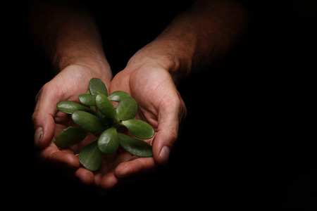 cupped hands holding some delicate green leaves with a black backgroundの写真素材