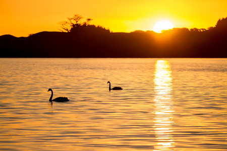 2 swans swimming on a lake in silhouette with a golden sunsetの写真素材
