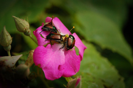 Beetles Eating a Roseの写真素材
