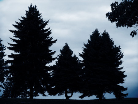 silhouette of pine trees against blue dusk skyの写真素材