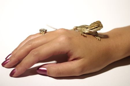 baby bearded dragon on woman's handの写真素材