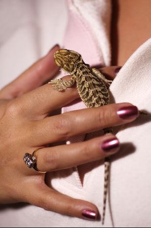 woman holding  bearded dragonの写真素材