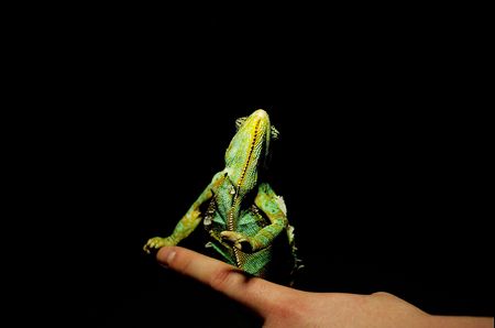 panther chameleon on man's fingerの写真素材
