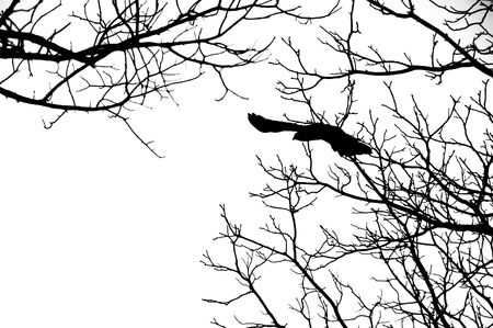 silhouette of bird flying off tree branchesの写真素材