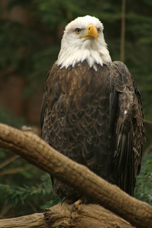bald eagle