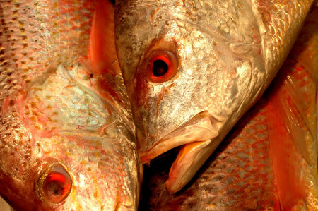 fresh fish for sales at the market