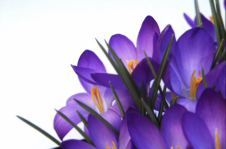purple crocus against white backgroundの写真素材