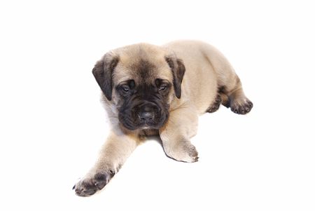 a very young fawn colored English Mastiff puppy on isolated white backgroundの写真素材