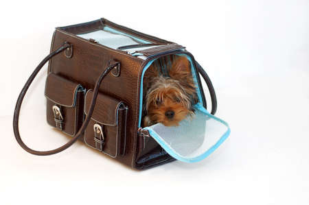 Yorkshire Terrier looking out of a brown and blue purseの写真素材