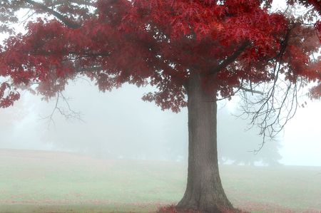 colorful autumn landscape scene in foggy misty morningの写真素材