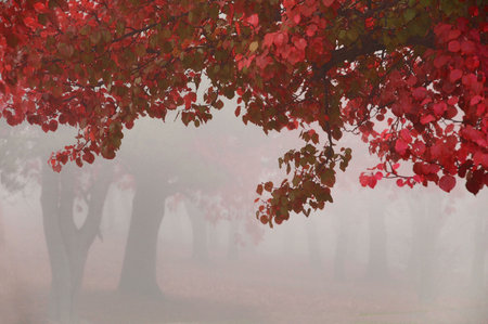 hanging leaves on a foggy morning with tree trunks in the background