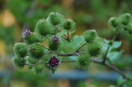 purple flower of a thistle against green foliage growth backgroundの写真素材