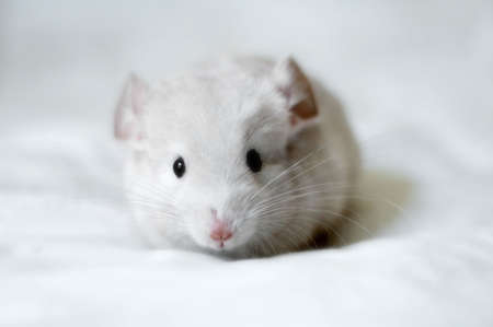  chinchilla on white blanketの写真素材