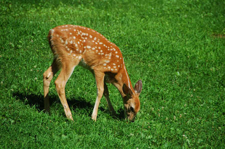 little fawn grazing on the green grassの写真素材