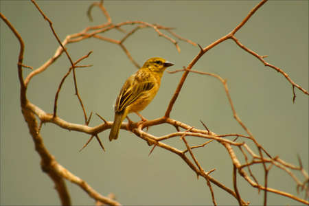 small yellow bird sitting on branches against peaceful pale green backgroundの写真素材