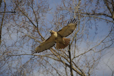 Hawk flying with wings spreadの写真素材