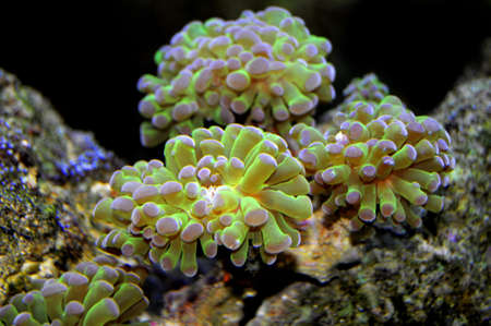 Pink Tipped Metallic Green Frogspawn Coral which is a hybrid of frogspawn and hammer coralの写真素材