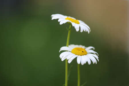 Close up of wild daisies with antの写真素材