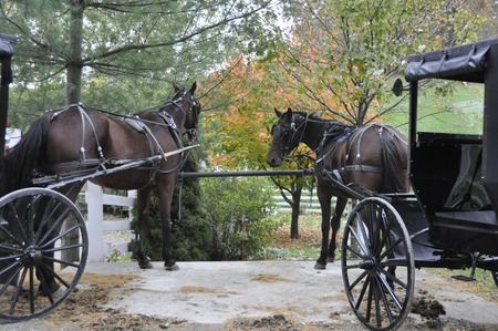 Horses and carriages tied to fence in Amish Country Ohioの写真素材