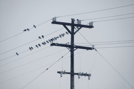 birds resting on power linesの写真素材