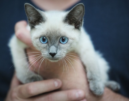 man holding blue eyed Siamese Manx mix kittenの写真素材