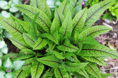 Sorrel also called Spinach Dock a nutritious plantの写真素材