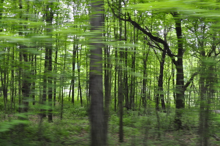 blurred trees as it would look as if you were looking out a window of moving carの写真素材