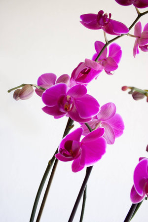 Beautiful Purple Orchidの写真素材