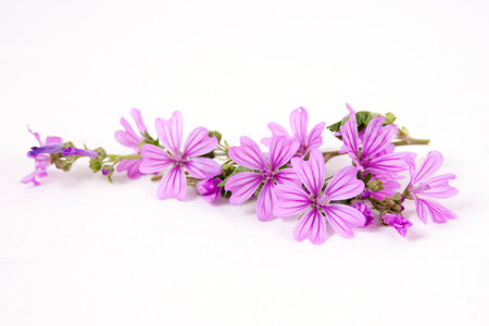Pink mallow flowers isolated on white background