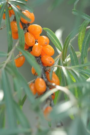 Macro of sea-buckthorn berry.の写真素材