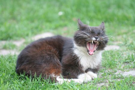 The old stray cat yawning.の写真素材