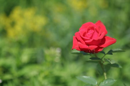 Close-up of garden roseの写真素材