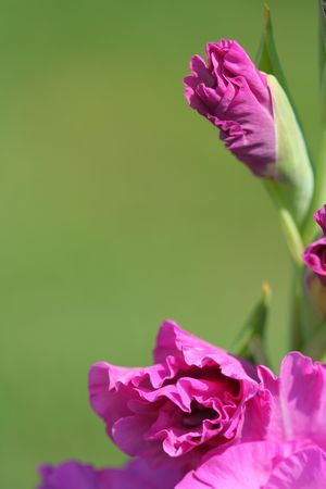 Close-up of gladiolus の写真素材
