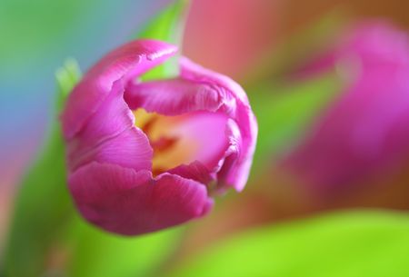 Close-up of tulipsの写真素材
